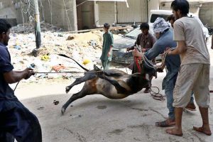 Butchers slaughtering sacrificial animal on 1st day of Eidul Azha in Provincial Capital