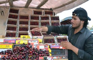 Vendor displaying seasonal fruit cherries to attract customers at Joint Road.