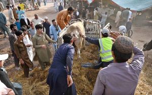 People struggle to load a sacrificial animal onto a delivery truck after purchase, ahead of Eid-ul-Azha, at Zia Masjid along the Expressway in the federal capital