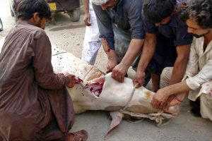 Butchers slaughtering sacrificial animal on 1st day of Eidul Azha in Provincial Capital