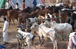 People struggle to load a sacrificial animal onto a delivery truck after purchase, ahead of Eid-ul-Azha, at Zia Masjid along the Expressway in the federal capital