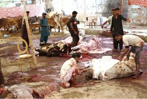 Butchers slaughtering sacrificial animal on 1st day of Eidul Azha in Provincial Capital