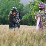 Local women walk through a wheat field in the Buni area of Chitral