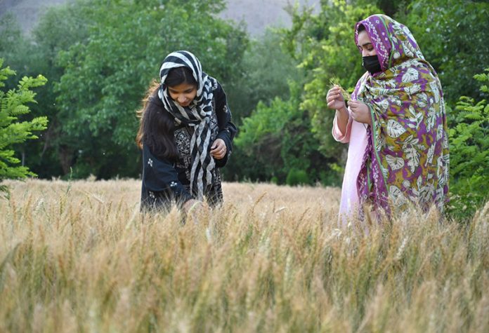Local women walk through a wheat field in the Buni area of Chitral