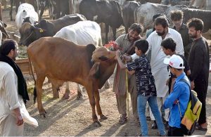 People struggle to load a sacrificial animal onto a delivery truck after purchase, ahead of Eid-ul-Azha, at Zia Masjid along the Expressway in the federal capital
