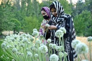 Local women walk through a wheat field in the Buni area of Chitral