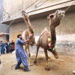 Butchers busy in slaughtering sacrificial animals on the 1st day of Eidul Azha