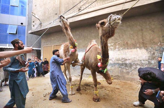 Butchers busy in slaughtering sacrificial animals on the 1st day of Eidul Azha