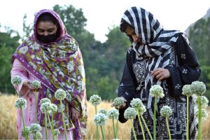 Local women walk through a wheat field in the Buni area of Chitral