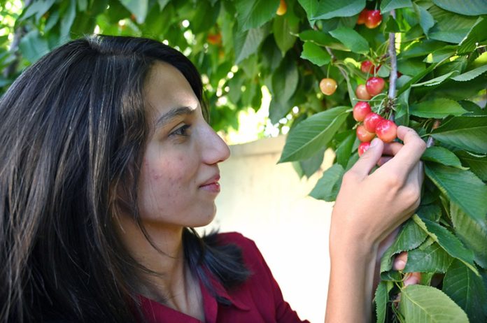 A woman picks fresh cherries from a tree in a cherries Archard at Buni, Chitral