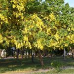 A beautiful display of green and yellow tree leaves adds to the scenic charm near F-6 in the Federal Capital