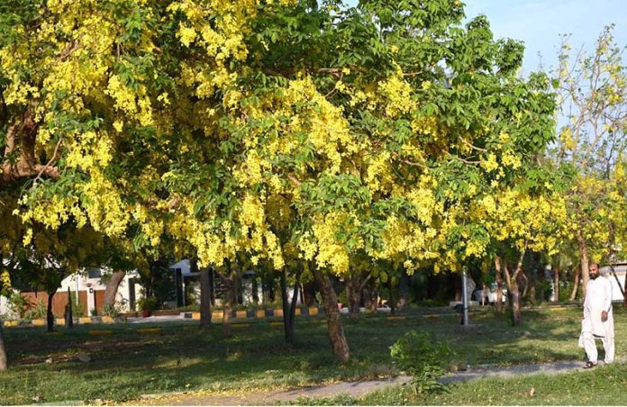 A beautiful display of green and yellow tree leaves adds to the scenic charm near F-6 in the Federal Capital