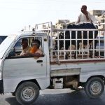 A person transports a sacrificial animal on vehicle after purchasing it from the Animal Market in preparation for Eid ul-Adha