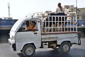 A person transports a sacrificial animal on vehicle after purchasing it from the Animal Market in preparation for Eid ul-Adha