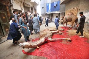 Butchers busy in slaughtering sacrificial animals on the 1st day of Eidul Azha