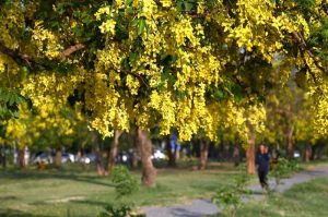 A beautiful display of green and yellow tree leaves adds to the scenic charm near F-6 in the Federal Capital