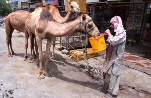 A man gives water to a camel quenching its thirst amid the scorching heat at Double Road.