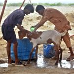 Vendors busy bathing a sacrificial goat before presenting it for sale at the animal market