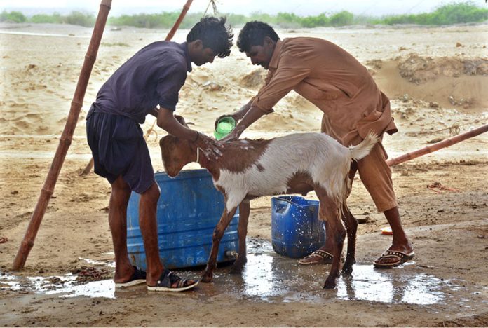 Vendors busy bathing a sacrificial goat before presenting it for sale at the animal market