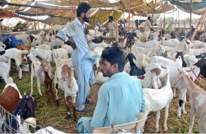 Vendors busy bathing a sacrificial goat before presenting it for sale at the animal market