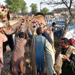 Vendors busy loading the sacrificial animal camel on delivery van at Animal Market Shahpur Kanjra in connection with Eidul Azha