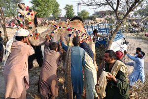 Vendors busy loading the sacrificial animal camel on delivery van at Animal Market Shahpur Kanjra in connection with Eidul Azha