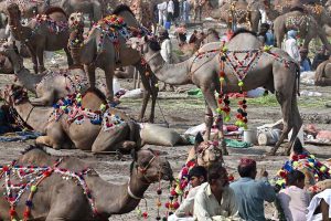 Vendors busy loading the sacrificial animal camel on delivery van at Animal Market Shahpur Kanjra in connection with Eidul Azha