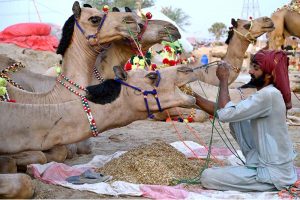 Vendors busy loading the sacrificial animal camel on delivery van at Animal Market Shahpur Kanjra in connection with Eidul Azha