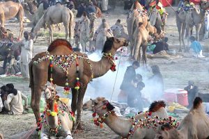 Vendors busy loading the sacrificial animal camel on delivery van at Animal Market Shahpur Kanjra in connection with Eidul Azha
