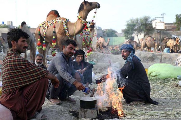 Vendors making tea while waiting the customers for selling the sacrificial animal Camels at Animal Market Shahpur Kanjra in connection with Eidul Azha