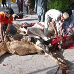 Butchers busy slaughtering sacrificial animals at Jamia Masjid Zia ul Aloom, Satellite Town on the first day of Eidul Azha