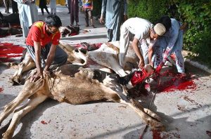 Butchers busy slaughtering sacrificial animals at Jamia Masjid Zia ul Aloom, Satellite Town on the first day of Eidul Azha