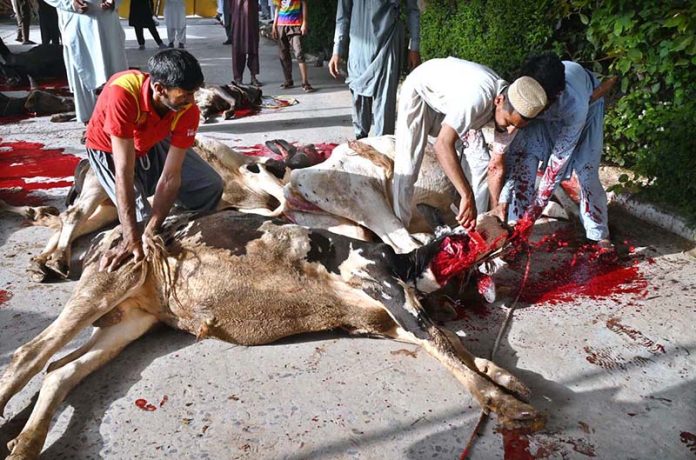 Butchers busy slaughtering sacrificial animals at Jamia Masjid Zia ul Aloom, Satellite Town on the first day of Eidul Azha