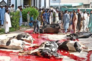 Butchers busy slaughtering sacrificial animals at Jamia Masjid Zia ul Aloom, Satellite Town on the first day of Eidul Azha