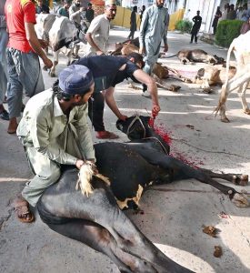 Butchers busy slaughtering sacrificial animals at Jamia Masjid Zia ul Aloom, Satellite Town on the first day of Eidul Azha