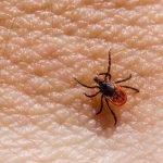 Congo fever awareness drive continues