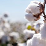 Cotton growers advised for pest scouting