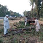 Islamabad’s vanishing trees deepen heat crisis