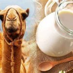 Camel milk holds promise for human health: exports