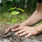 ICC launches plantation campaign to keep the city clean