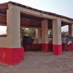 10 Animal Shelters Constructed in Flood-Affected Area of Mirpurkhas