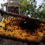 The Vanishing hive: Beekeepers battle climate extremes as experts call for bees flora plantations