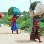 Women returning home carrying bundles of grass on their heads for animal fodder in Latifabad