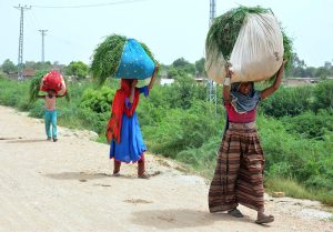 Women returning home carrying bundles of grass on their heads for animal fodder in Latifabad