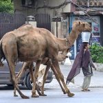 A gypsy family sells camel milk while moving along the roadside near Khanna Pul