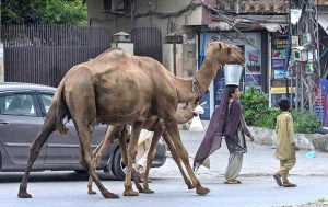 A gypsy family sells camel milk while moving along the roadside near Khanna Pul