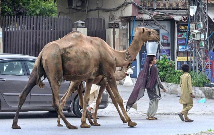 A gypsy family sells camel milk while moving along the roadside near Khanna Pul