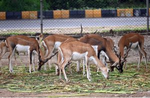 Deer rest inside their enclosure at the zoo along Faisal Avenue in the Federal Capital.