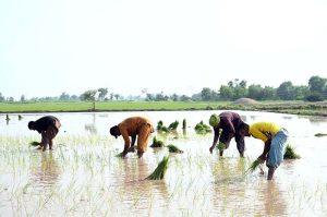 Farmers are sowing rice crop in traditional method in their field at Moza Boori, Jhang Road.