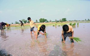 Farmers are sowing rice crop in traditional method in their field at Moza Boori, Jhang Road.